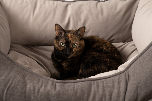 GreenDog Kuddler – Luxe Neutral | Eco-Friendly Recycled Bolster Pet Bed with Removable Washable Cover