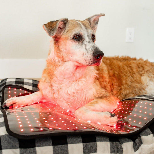 MitoPETS Red Light Therapy Pad – Pet-Safe Targeted Relief for Pain, Recovery & Mobility Support
