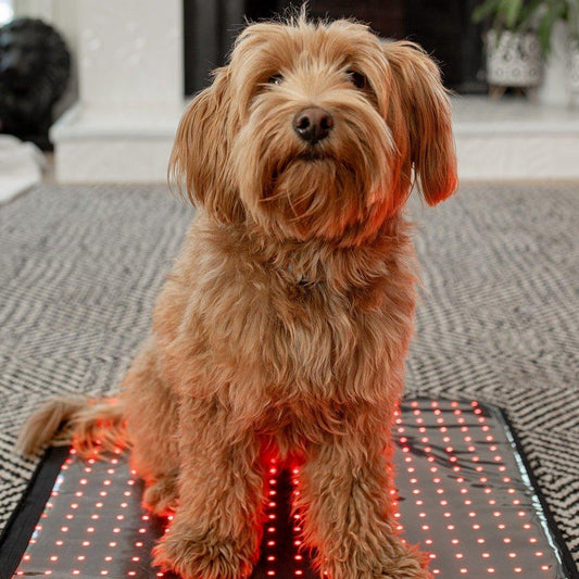 MitoPETS Red Light Therapy Pad – Pet-Safe Targeted Relief for Pain, Recovery & Mobility Support