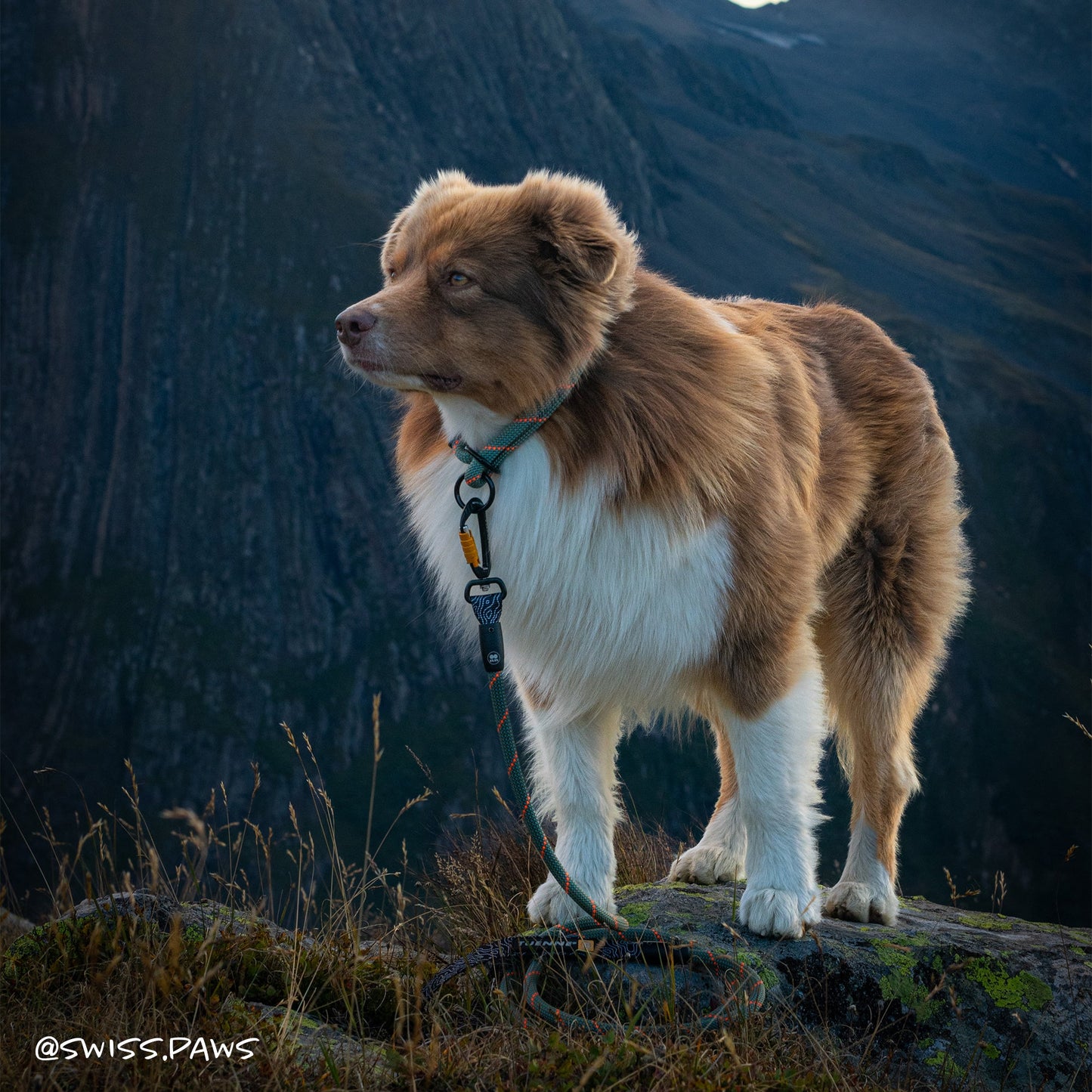 Customizable Norte Rope Dog Leash | Auto-Locking | Tuenne