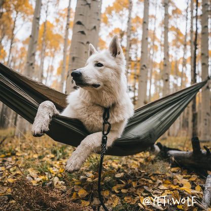 Customizable Norte Rope Dog Leash | Auto-Locking | Tuenne