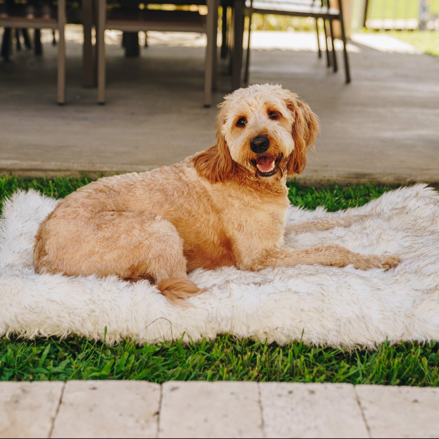 PupRug by Paw.com® Portable Orthopedic Dog Bed - White with Brown Accents