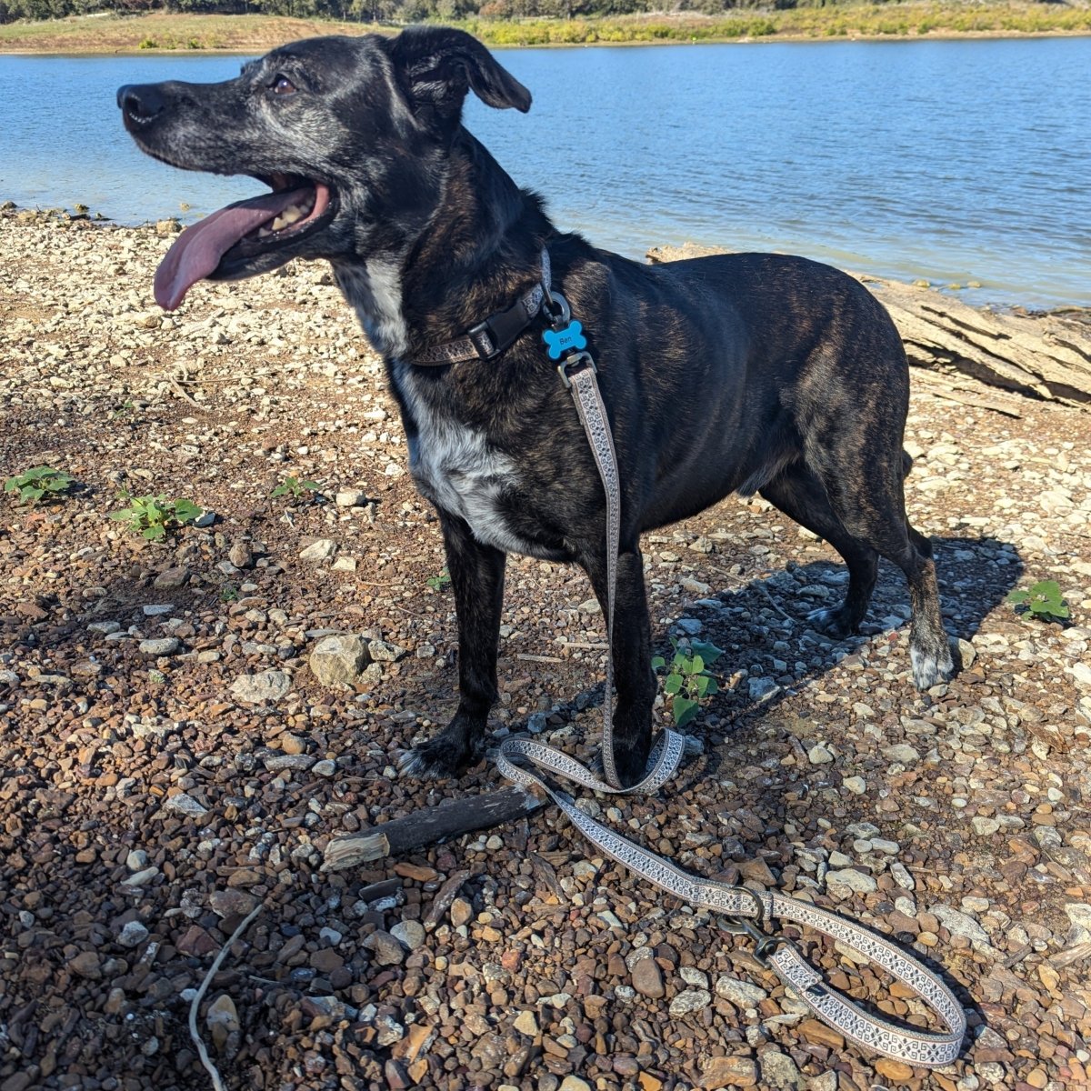 Pendleton Adventure Dog Collar | Adjustable Recycled Polyester Outdoor Collar — Made in USA
