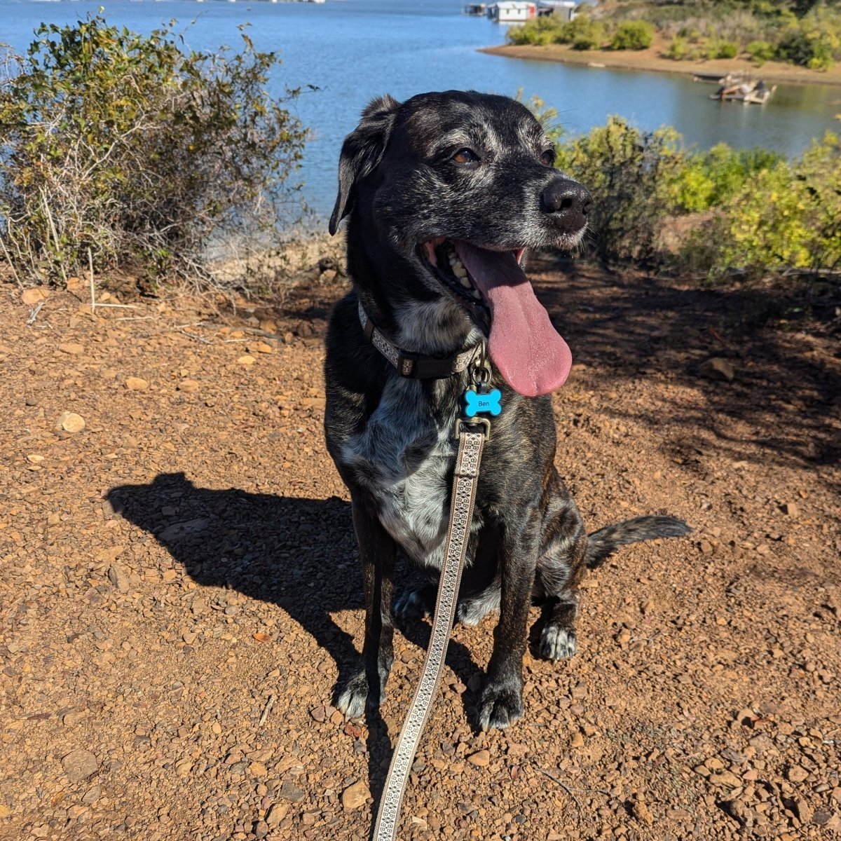 Pendleton Adventure Leash | Recycled Polyester Dual-Snap Dog Lead with D-Ring — Made in USA