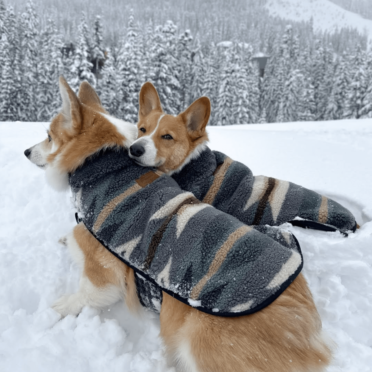 Pendleton Berber Dog Coat | Reversible Plush 370 GSM Berber Jacket with Adjustable Closures & Leash Access