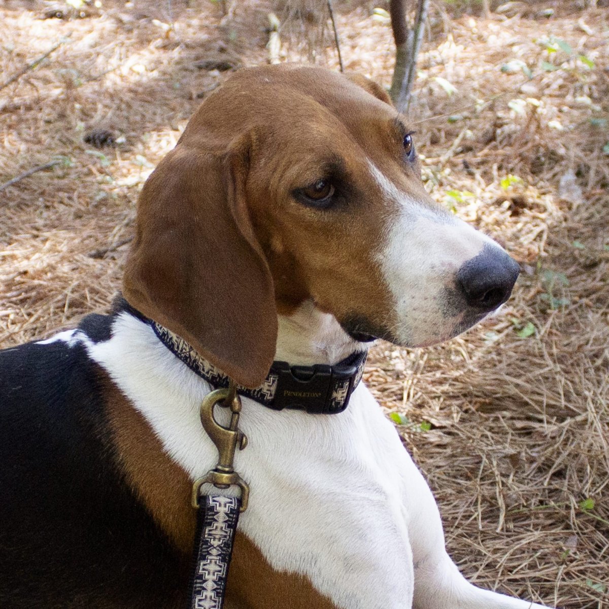 Pendleton Hiker Collar | Durable Nylon Dog Collar with Signature Pendleton Patterns