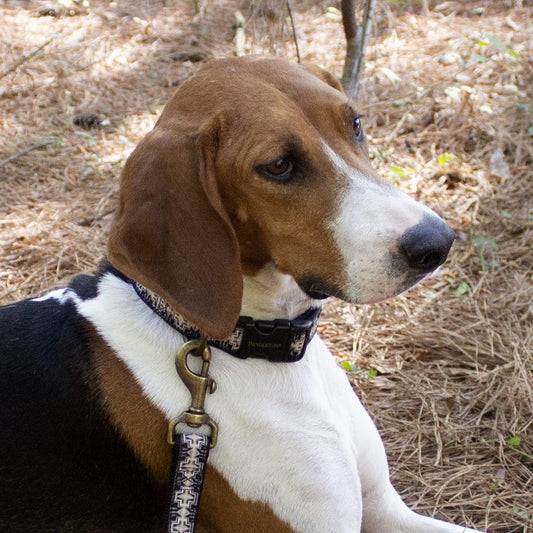 Pendleton Hiker Collar | Durable Nylon Dog Collar with Signature Pendleton Patterns