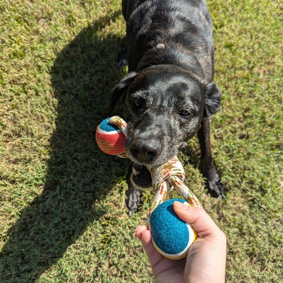 Pendleton Lasso Rope Dog Toy | Durable Tug Rope with Dual Tennis Balls for Fetch & Chew Play