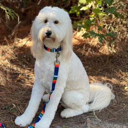 Pendleton National Park Adventure Collar | Adjustable Recycled-Webbing Dog Collar (Made in USA)