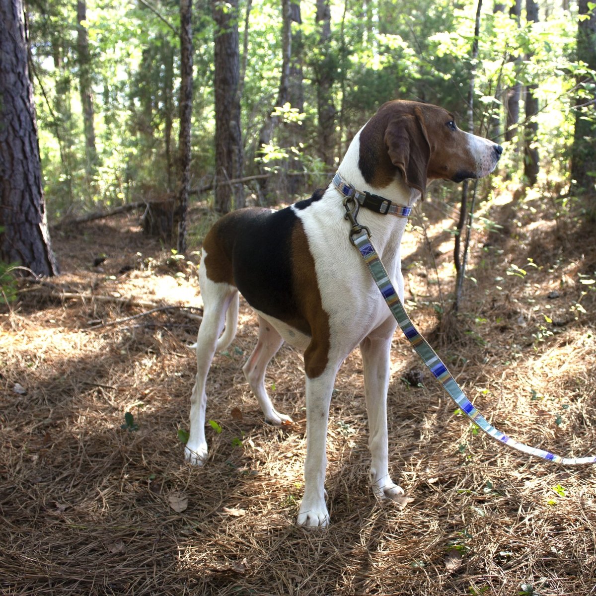 Pendleton National Park Hiker Collar | USA-Made Adjustable Outdoor Dog Collar with Vintage Park-Inspired Patterns