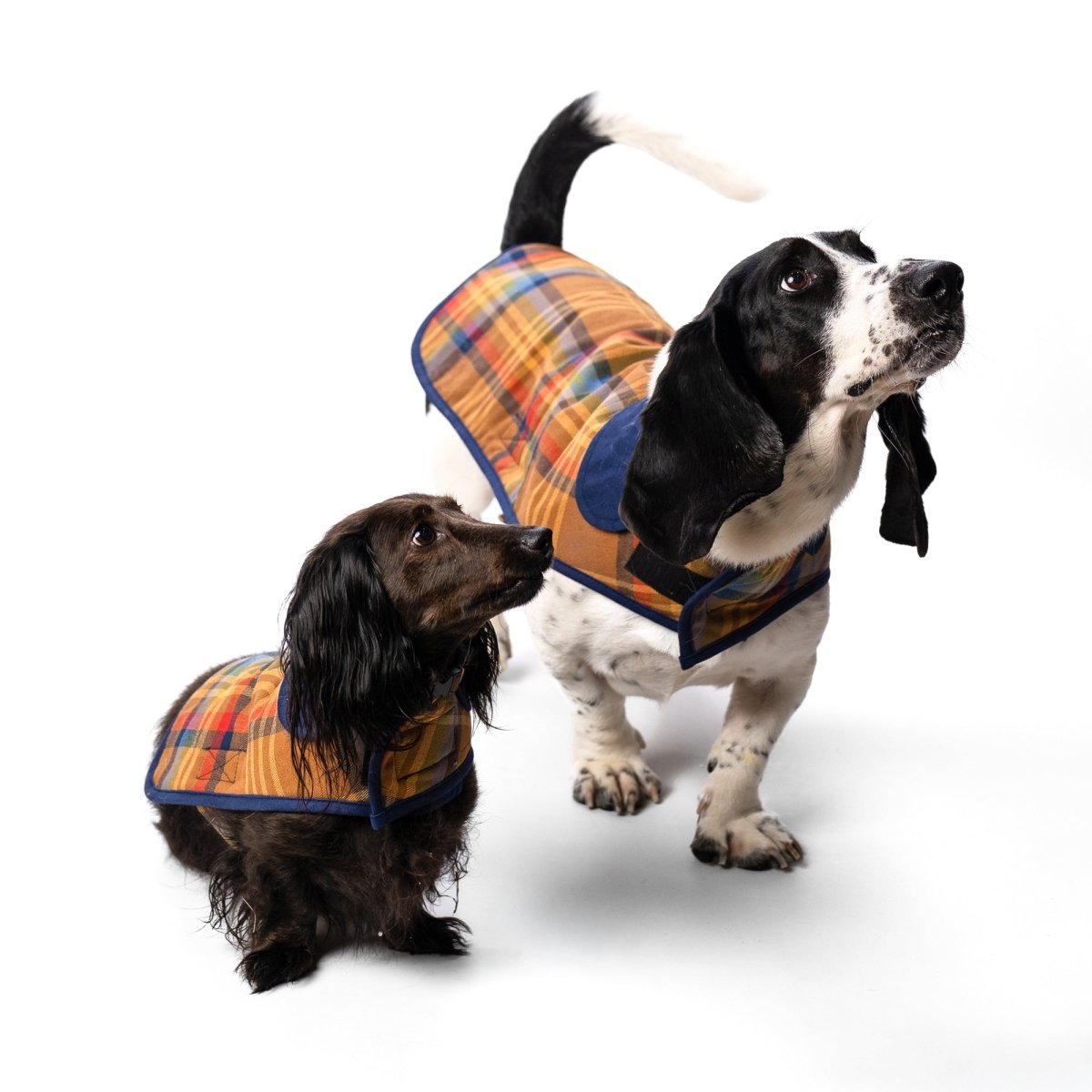Pendleton Plaid Pet Coat | Warm Woven Cotton Jacket with Quilted Lining, Adjustable Belt & Leash Access