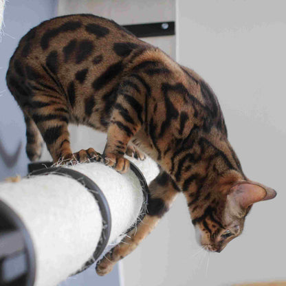 The Plateau - Horizontal Cat Scratcher Bed Set