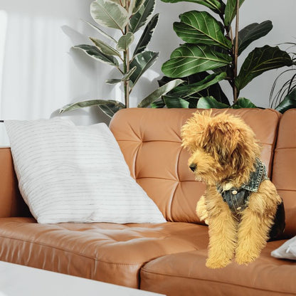 Frayed Denim Dog Jacket – Classic Blue Jean Vest for Small Dogs (XS–2XL)