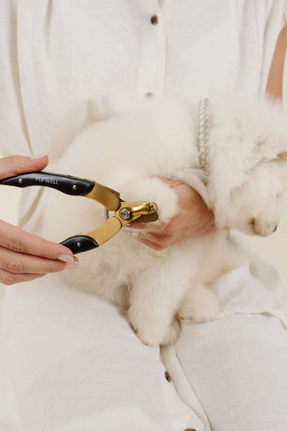 Rolled Braided Dog Collar – Hypoallergenic, Waterproof & Brass Hardware (Pupwell)