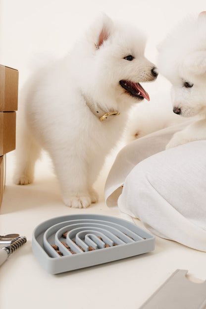 Rolled Braided Dog Collar – Hypoallergenic, Waterproof & Brass Hardware (Pupwell)