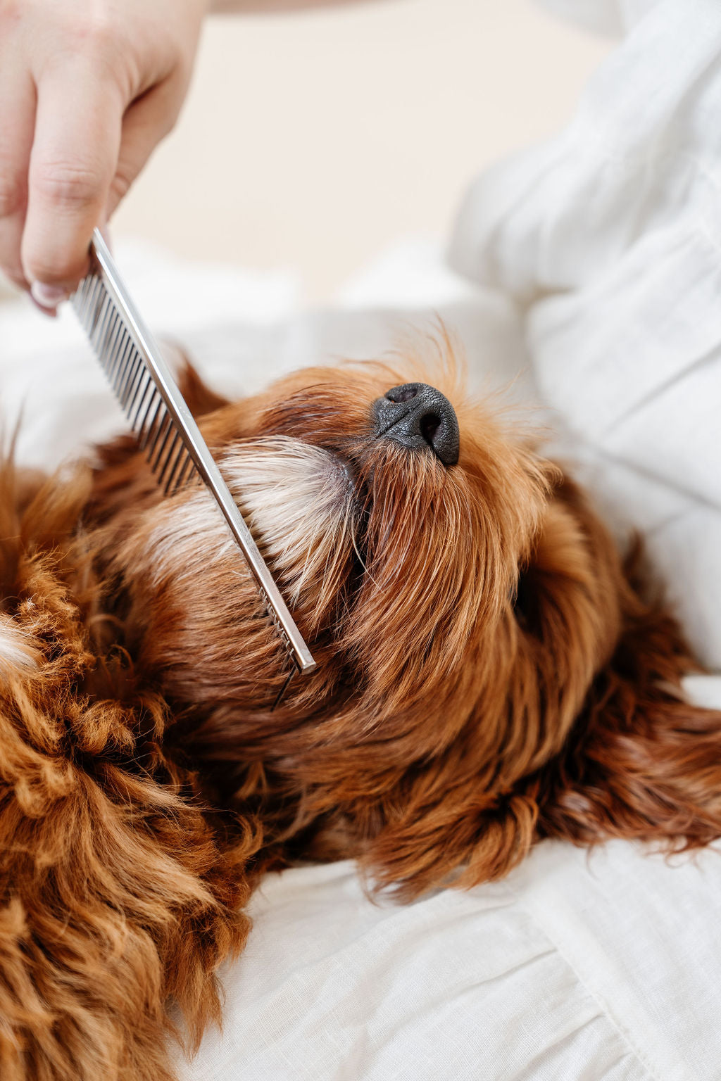 Everyday Dog Grooming Comb | 7" Stainless Steel Detangling & Finishing Comb