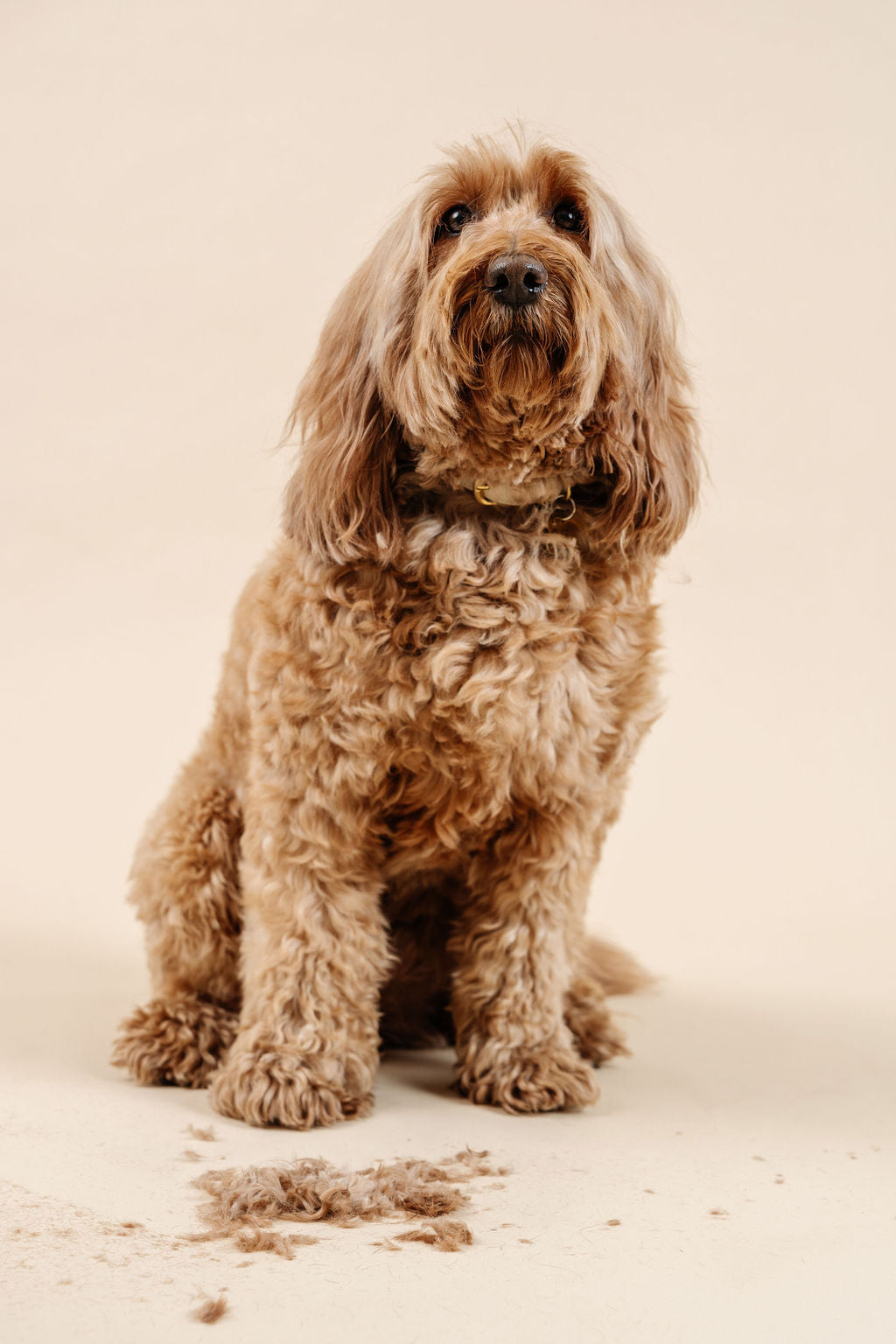 Ultimate Dog Grooming Kit | Professional 14-Tool Home Grooming Set with Training Course