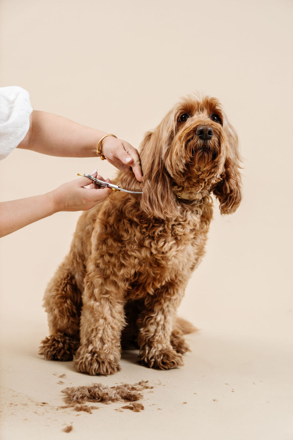 Ultimate Dog Grooming Kit | Professional 14-Tool Home Grooming Set with Training Course