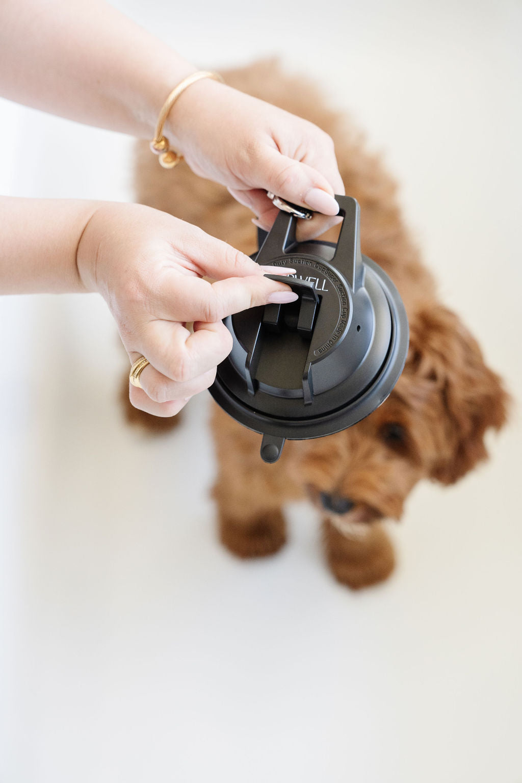 Suction Cup Grooming Leash | Stay-In-Place Dog Bath & Grooming Restraint