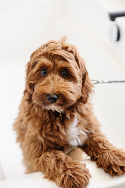 Suction Cup Grooming Leash | Stay-In-Place Dog Bath & Grooming Restraint