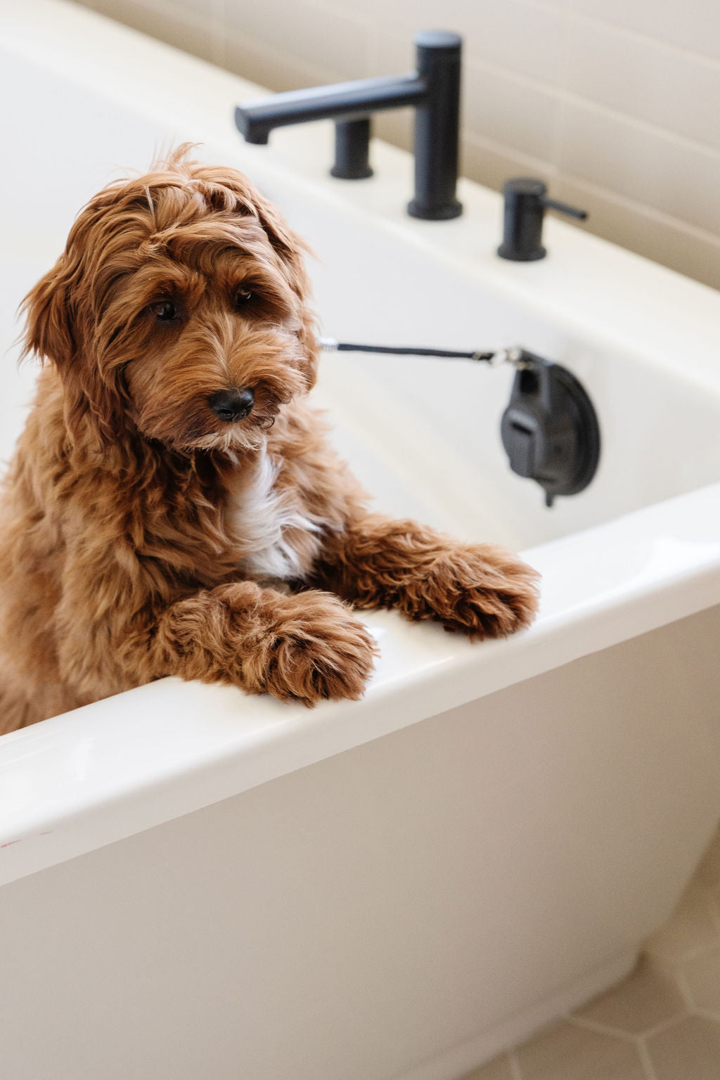 Suction Cup Grooming Leash | Stay-In-Place Dog Bath & Grooming Restraint